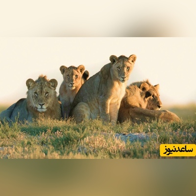 (ویدئو) این مستند حیات وحش نفس‌تان را بند می‌آورد؛ شیرها در چند قدمی انسان!