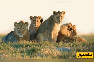 (ویدئو) این مستند حیات وحش نفس‌تان را بند می‌آورد؛ شیرها در چند قدمی انسان!