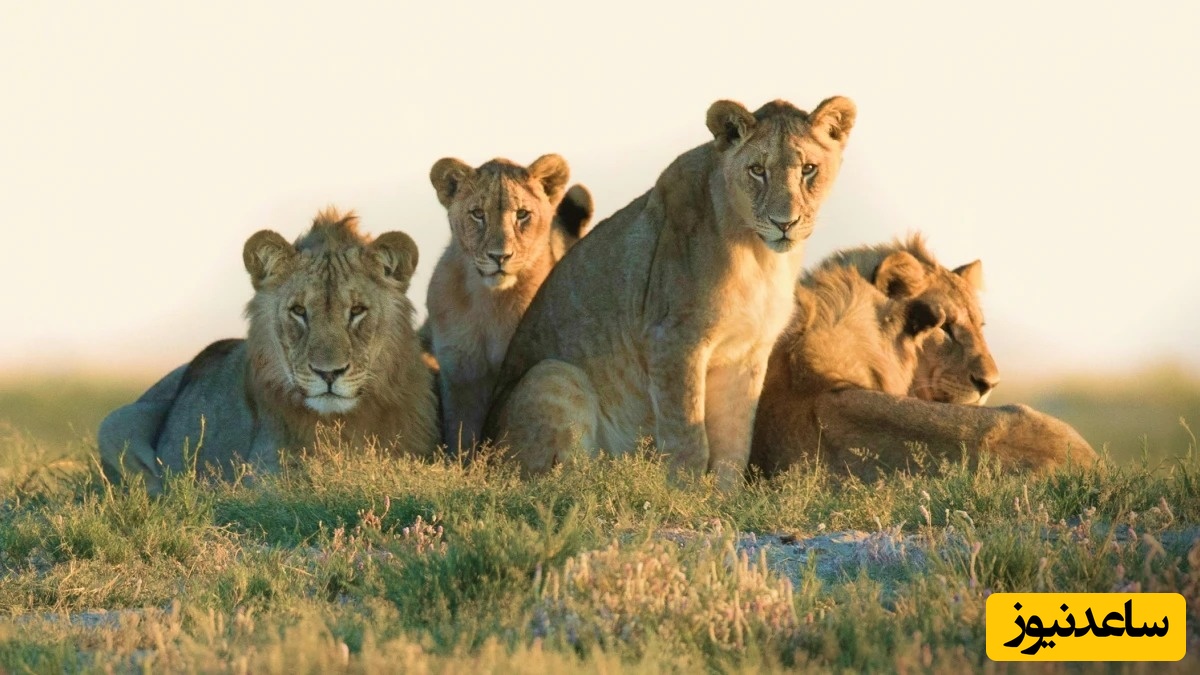 (ویدئو) این مستند حیات وحش نفس‌تان را بند می‌آورد؛ شیرها در چند قدمی انسان!