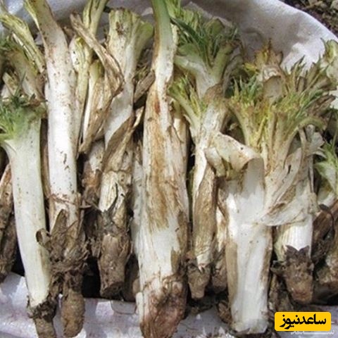 دیدن کنگر در خواب چه تعبیری دارد؟ / تعبیر خواب کنگر