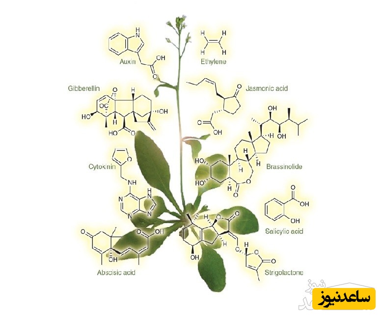 منابع و دروس رشته زیست شناسی گیاهی و ضرایب آن در مقطع کارشناسی ارشد