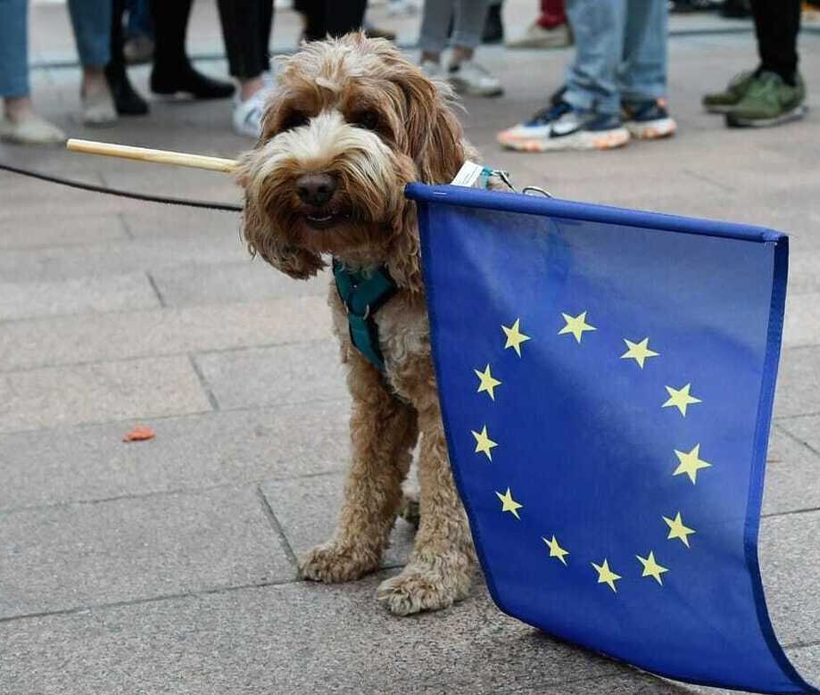 (ویدئو) واق واق سگ در پارلمان اروپا