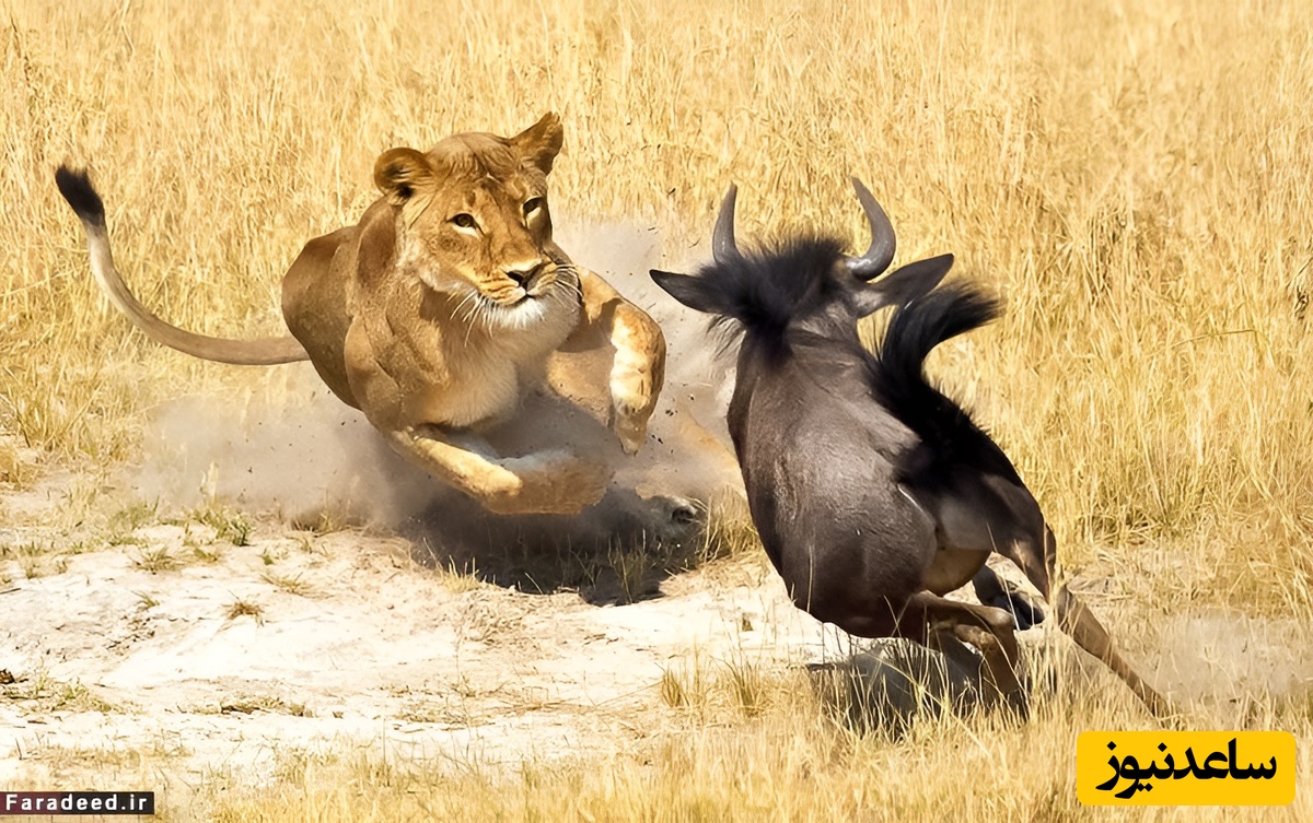 مستند حیات وحش حیوانات/ شکار برق‌آسای گراز وحشی توسط شیر ماده در حیات‌وحش+ ویدئو