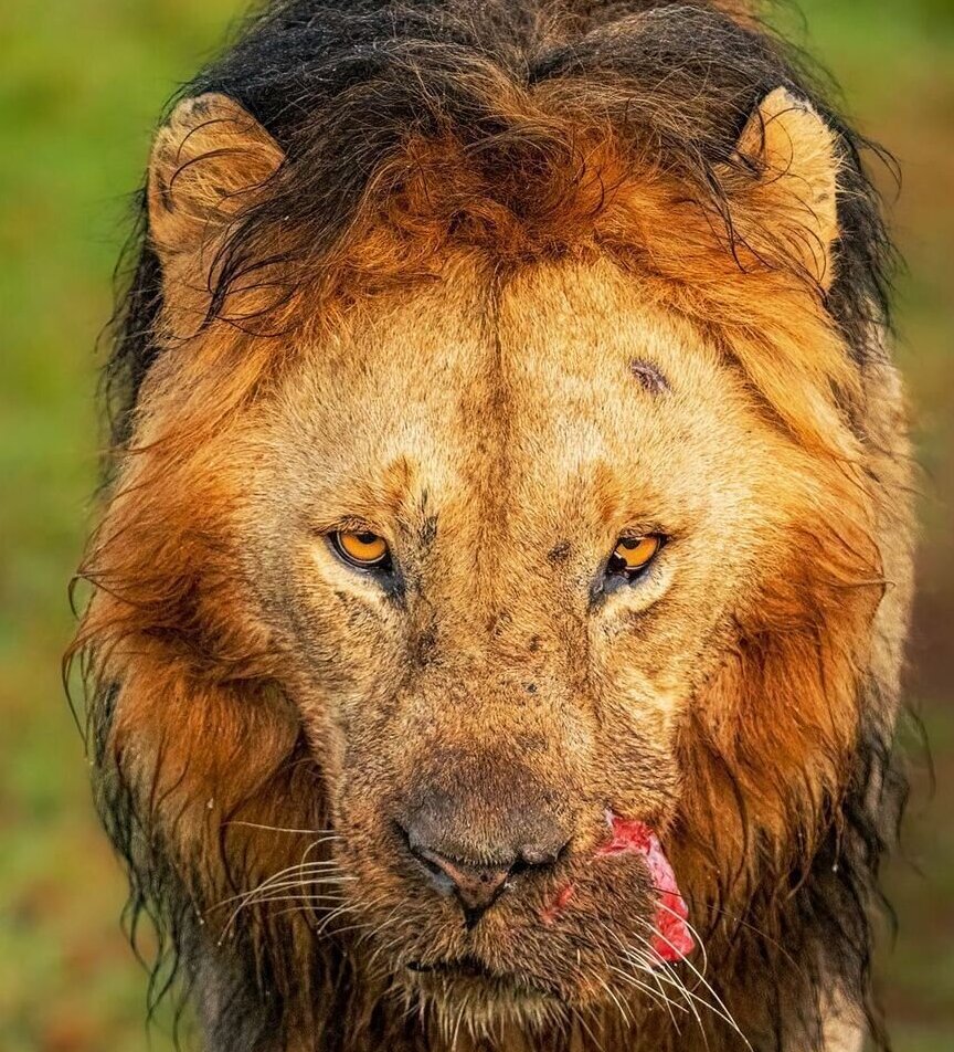 (ویدئو) یک شیر نر با دهان پاره شده در حیات وحش آفریقا