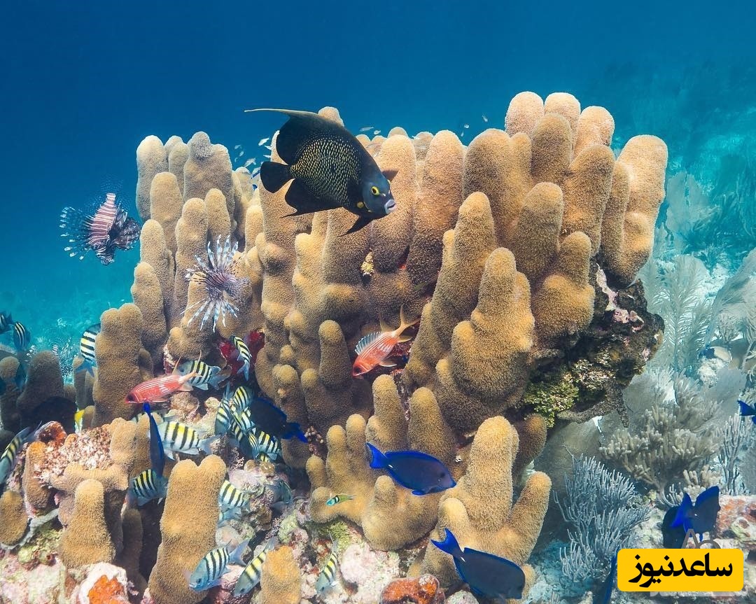 گودال آبی بزرگ، بلیز