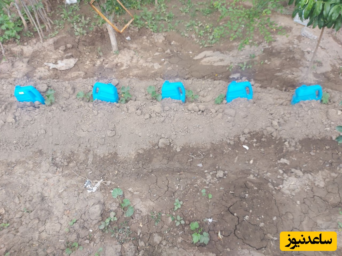 خلاقیت در آبیاری