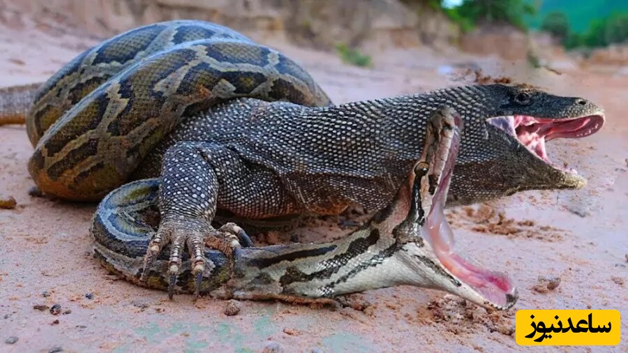 مستند حیات وحش؛ مبارزه‌ی وحشتناک اژدهای کومودو و مار زهرآگین؛ به نظرتون کدوم یکی برنده میشه؟! + ویدیو