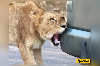 رفتار عجیب شیر؛ وقتی سلطان جنگل سپر ماشین را با شکار اشتباه می گیرد!