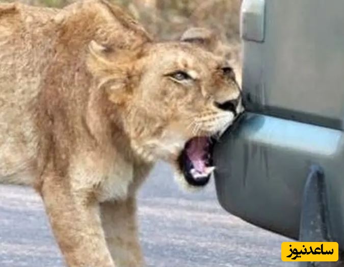 رفتار عجیب شیر؛ وقتی سلطان جنگل سپر ماشین را با شکار اشتباه می گیرد!