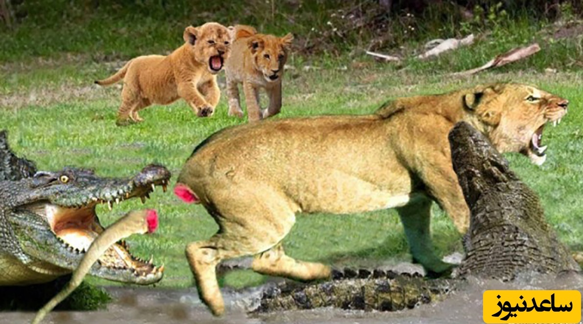 (ویدئو) مستند حیات وحش حیوانات/ راز بقا، این داستان: نبرد نفس‌گیر توله شیر شجاع با 6 تمساح