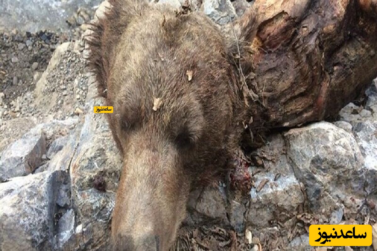 کشف لاشه کاملا سالم یک خرس پس از 3500 سال! + ویدیو