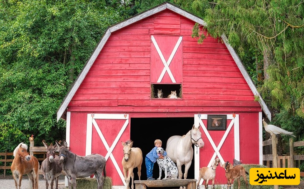 خطای دید/ حتی افرادی با ضریب هوشی بالا نمی‌توانند همسر کشاورز را در مزرعه را پیدا کنند