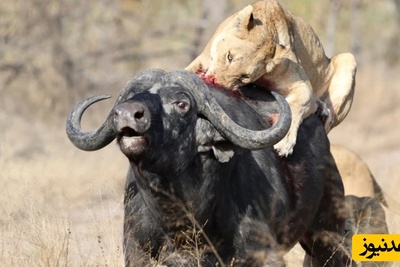 (ویدئو) مستند حیات وحش حیوانات/ نبرد نابرابر میان سه شیر نر با بوفالو در حمام گِل