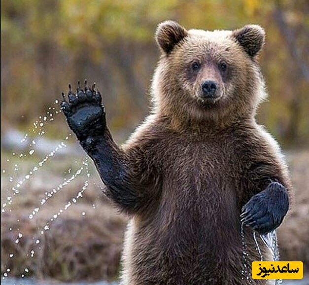 (فیلم) حیات وحش ایران: نجات توله خرس 3 ساله از چنگال شکارچیان در شهرستان نور استان مازندران