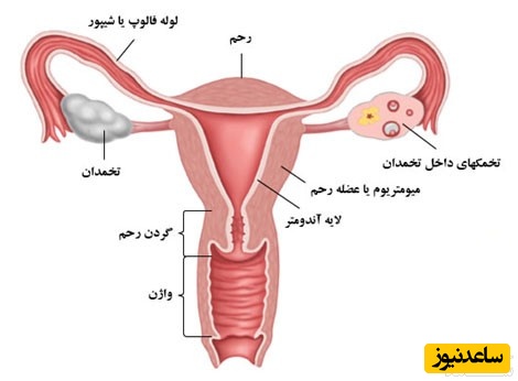 اندام زنانه