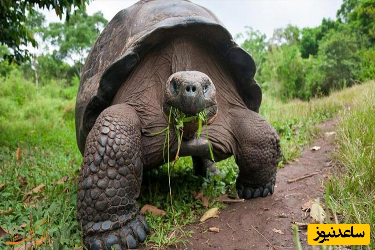 (عکس) با بزرگترین لاک پشت جهان آشنا شوید که 1 تن وزن دارد!