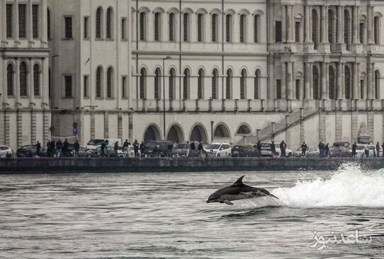 شنای یک دلفین در تنگه بسفر شهر استانبول ترکیه/ خبرگزاری آناتولی