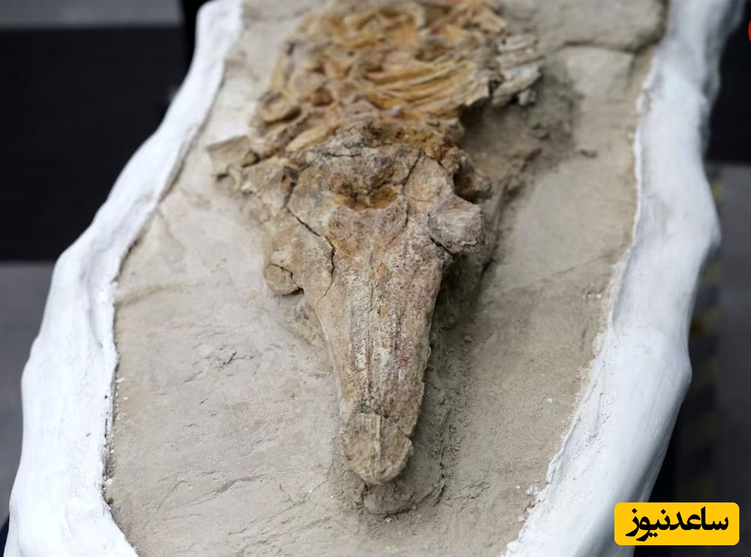 کشف موجود عجیب 10 میلیون ساله‌ در بیابان گورستانی! / معلوم نیست از جد دلفینه یا تمساح! +عکس