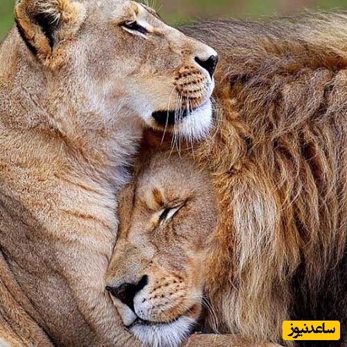 (ویدئو) مستند حیات وحش حیوانات/ راز بقا، این داستان: عاشقانه‌های شیرین شیر برای حمایت از جُفتش از کرگدن/ شوهر خوب همیشه مثل کوه پشتته