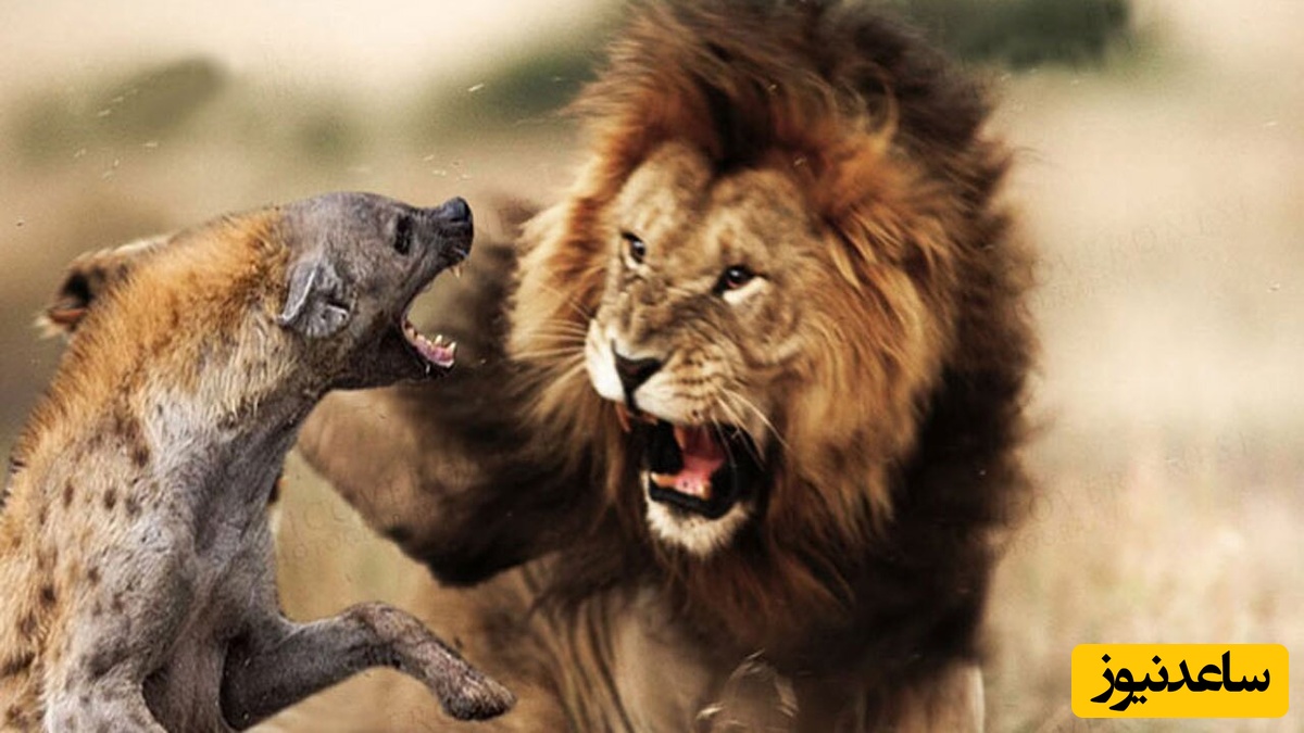 مستند حیات وحش؛ لحظه‌ای نادر در طبیعت/ زمین خوردن بامزه شیر هنگام تعقیب کفتار+ویدیو