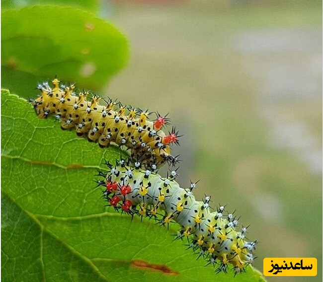 6- کرم پروانه توت (Hyalophora cecropia)