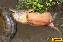 (ویدئو) مستند حیات وحش حیوانات/ راز بقا، این داستان: صحنه ای عجیب از رها کردن سگ، توسط مار آناکوندا پس از بلعیدن آن + ویدئو