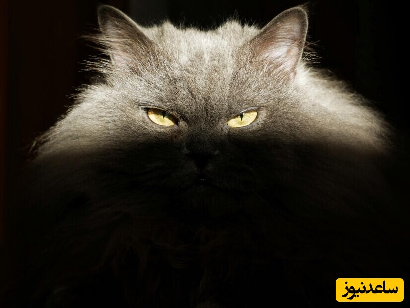 دانلود افکت صوتی گربه برای ترساندن موش و فراری دادن آن