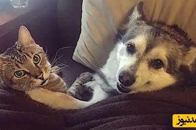 فیلم خنده‌دار لحظات بازی بچه‌ها با سگ و گربه‌های بامزه و واکنش دیدنی حیوانات بیچاره  🤣/ کیوت‌ترین صحنه‌ای که به عمرتون دیدید