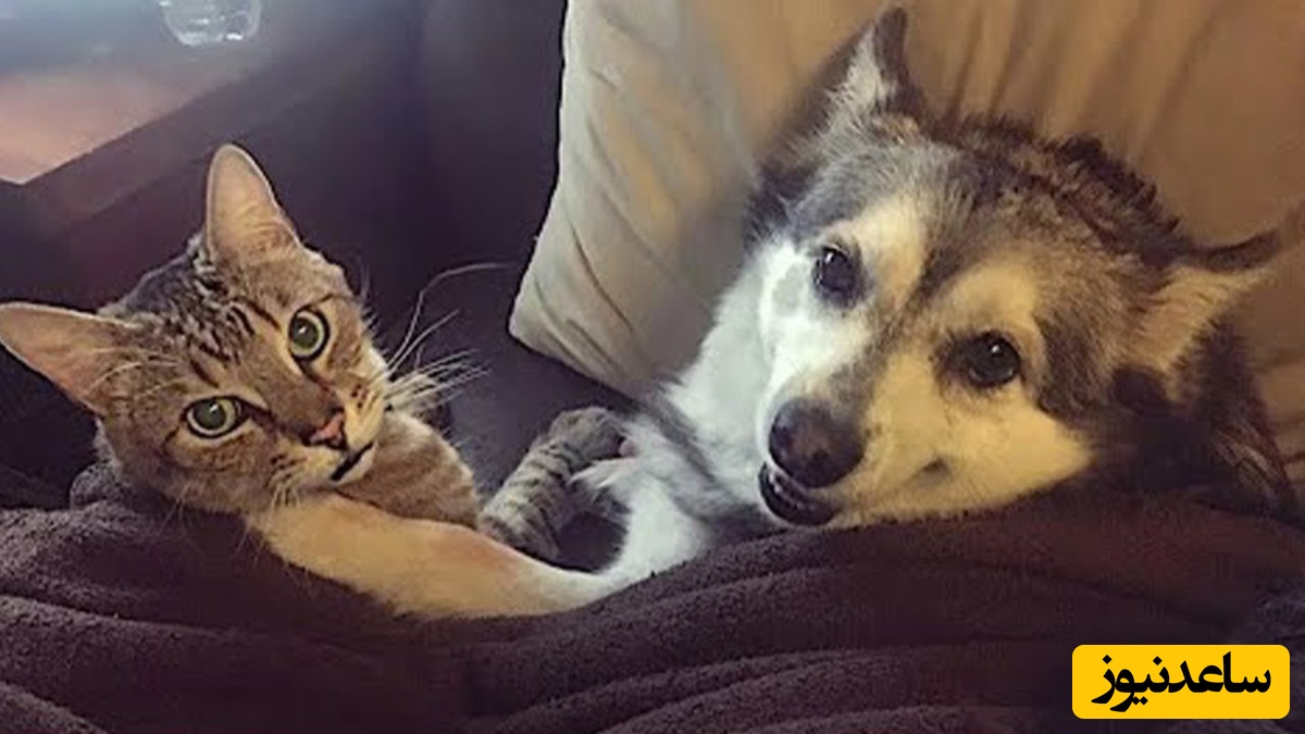 فیلم خنده‌دار لحظات بازی بچه‌ها با سگ و گربه‌های بامزه و واکنش دیدنی حیوانات بیچاره  🤣/ کیوت‌ترین صحنه‌ای که به عمرتون دیدید