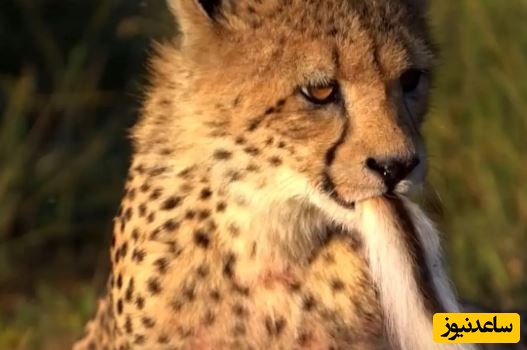 تلاش یوزپلنگ جوان برای بلعیدن دُم ایمپالا