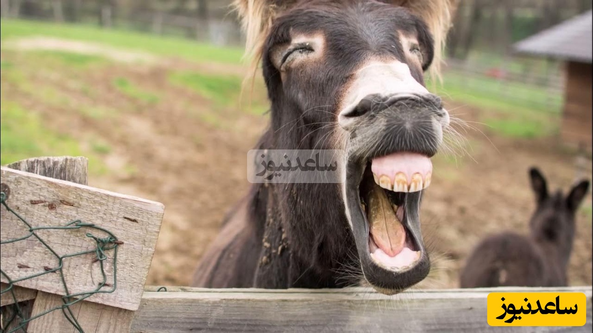 ویدیویی جالب از خنده یک الاغ وقتی سگ کناریش رو برق میگیره/ رسما داره میپاشه از خنده😂