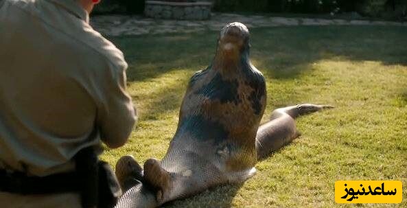 حیات وحش ؛ لحظه نفسگیر زنده بلعیده شدن داوطلبانه «مَردِ جوان» توسط مار آناکوندا