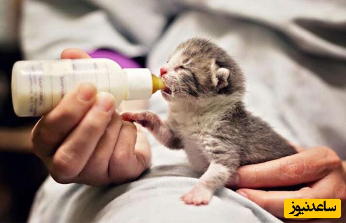 ویدیویی پربازدید از زورگویی بچه گربه به داداشش موقع شیر خوردن/ خیلی ماهرانه داره بهش میگه برو پیِ کارِت😂