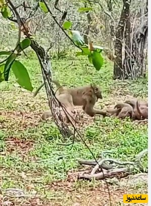 (ویدئو) حیات وحش ؛ مستند حیات وحش حیوانات/ بابون خشمگین، خدنگ ها را از دم گرفت و پرتاب کرد!