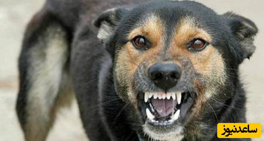 حمله به شهروندان با سگ وحشی/ صاحب یک سگ وحشی جان جوان ایرانی را به خطر انداخت/ویدئو+18