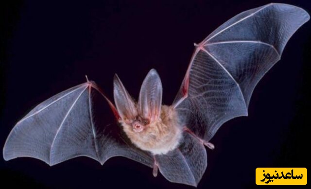 برندگان «نوبل مضحک» 2025 اعلام شدند