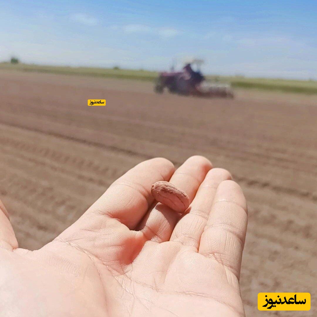 بذر بادام زمینی