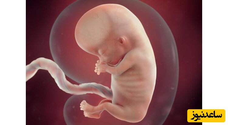 شرایط و قوانین دریافت جنین تخمک اسپرم