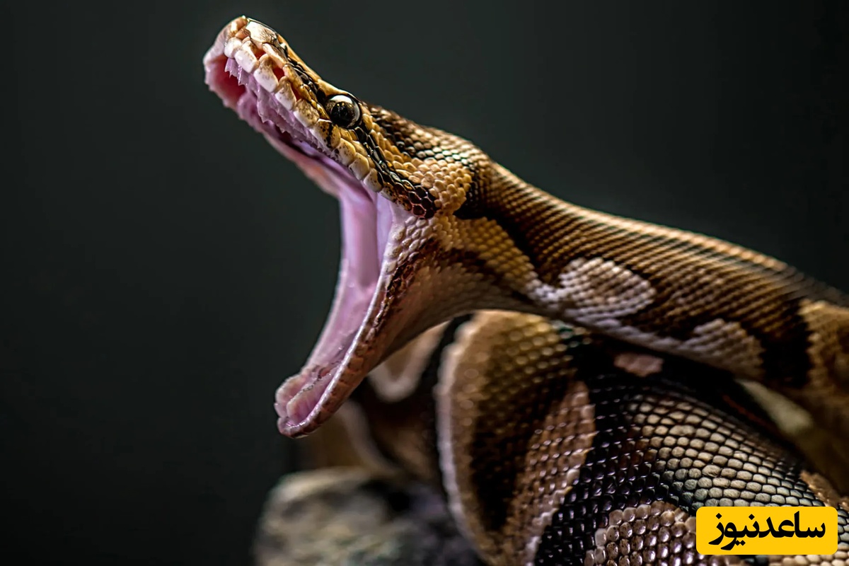 مارهای آدم خوار به یک منطقه مسکونی هجوم آوردند + تصاویر وحشتناک