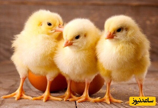 دانلود رایگان دفترچه سوالات و پاسخنامه آزمون کارشناسی ارشد علوم دام و طیور از سال 94 تا 96