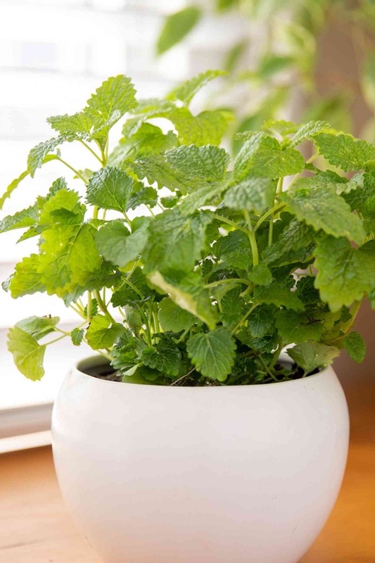 بادرنجبویه