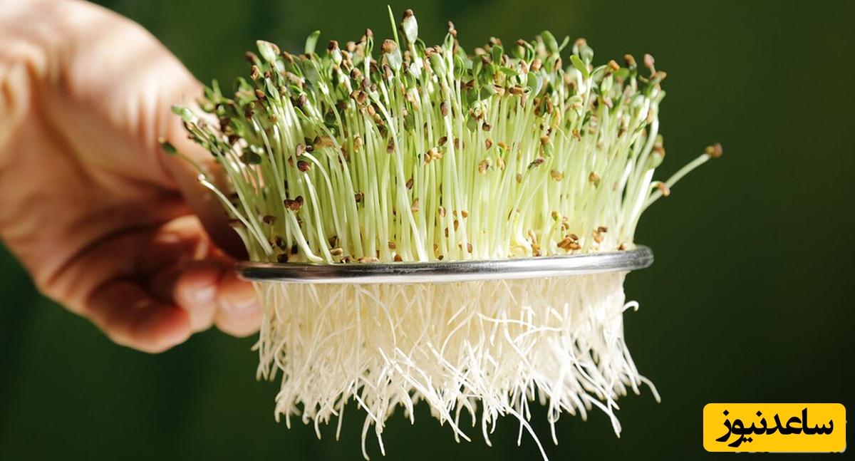 معجزه جوانه شبدر برای زنان باردار و غیر باردار+نکات ویژه