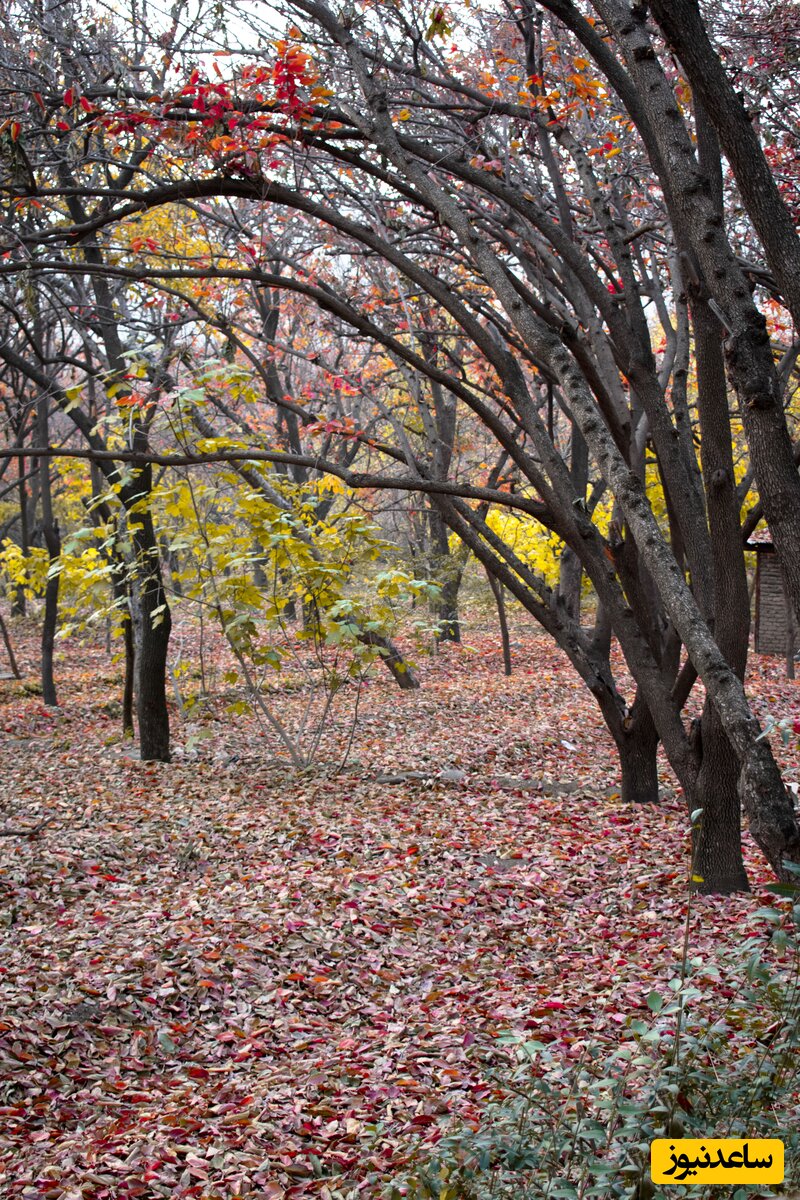 کوچه باغ کن
