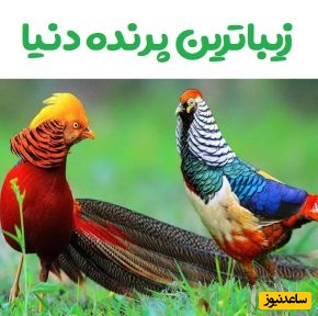 6 پرنده‌ی خیال‌انگیز و خیره‌کننده که تا بحال کسی شانس دیدنشون رو نداشته/ جواهرات شگفت‌انگیزی که فقط و فقط در این تصاویر شانس دیدنشان را داریم