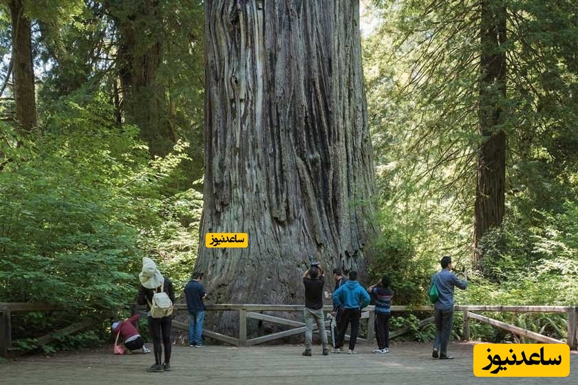  پارک‌های ملی و ایالتی ردوود