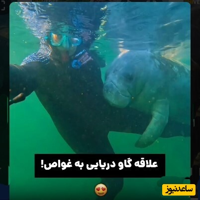 (ویدئو) عاشق‌ترین گاودریایی که تابحال دیده اید!/ علاقه عجیب گاو دریایی به غواص/ ببینین چطوری محکم پاشو بغل کرده ولم نمیکنه!
