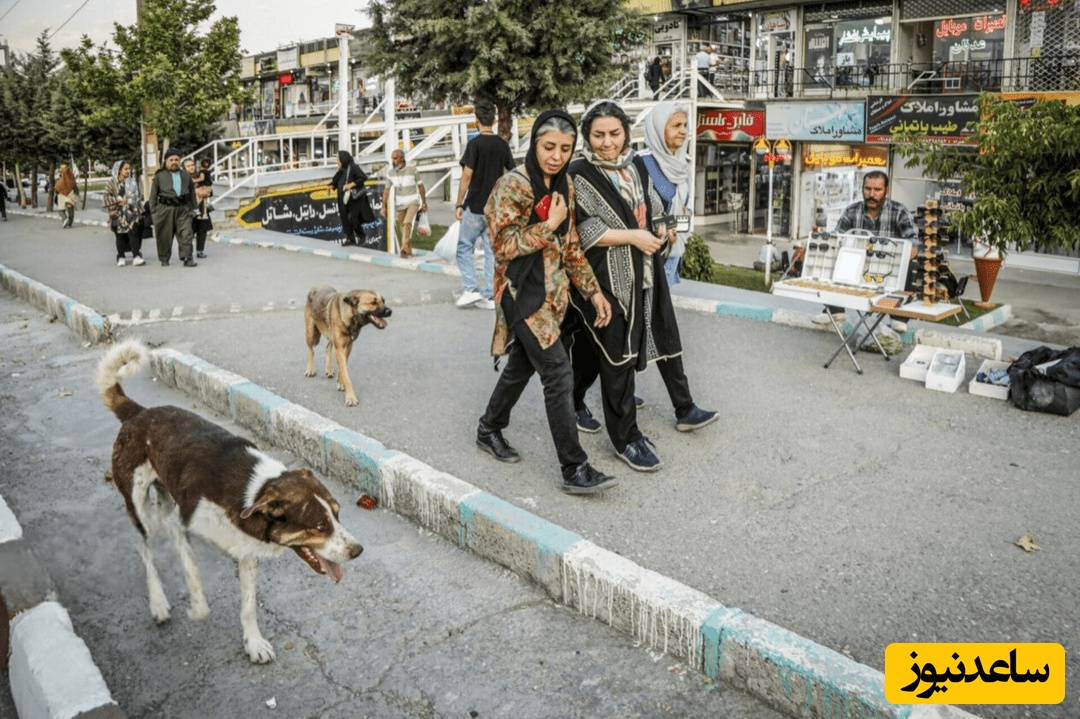 هیسسس! مادرها فریاد نمی‌زنند! / سگ‌های ولگرد در کمین کودکان