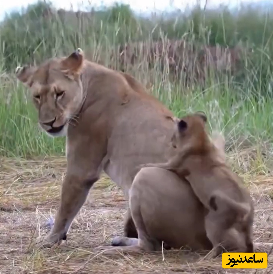 بازیگوشی تمام‌نشدنی توله‌شیر با مادرش پربازدید شد