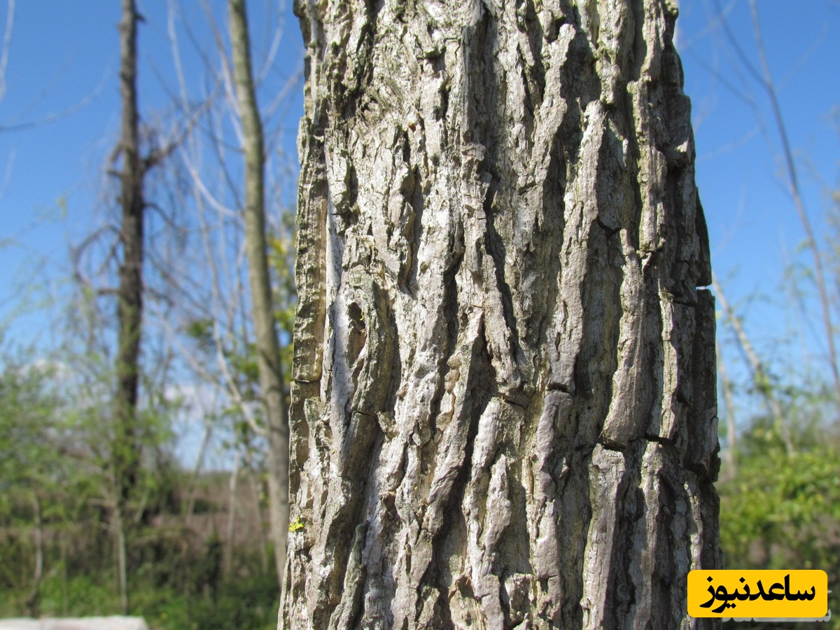 دیدن تنه درخت در خواب چه تعبیری دارد؟ /  تعبیر خواب تنه درخت