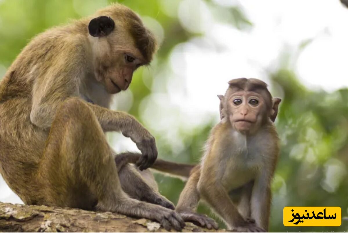 واردات میمون از اوگاندا دستاورد جدید برای ایران